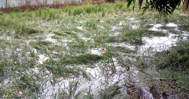 মঠবাড়িয়ায় ঘূর্ণিঝড় ‘মিধিলি’র প্রভাবে ব্যাপক ক্ষয়ক্ষতি