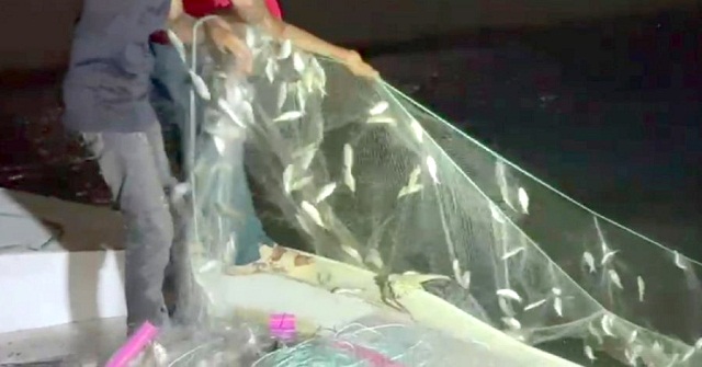 থামানো যাচ্ছে না জাটকা নিধন, ইলিশের উৎপাদন নিয়ে শঙ্কা