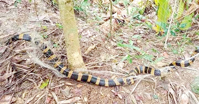 বাড়ির আঙিনায় জালে আটকা শঙ্খিনী সাপ