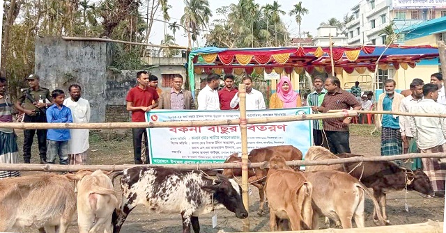 মঠবাড়িয়ায় জেলেদের মাঝে গরু বিতরণ