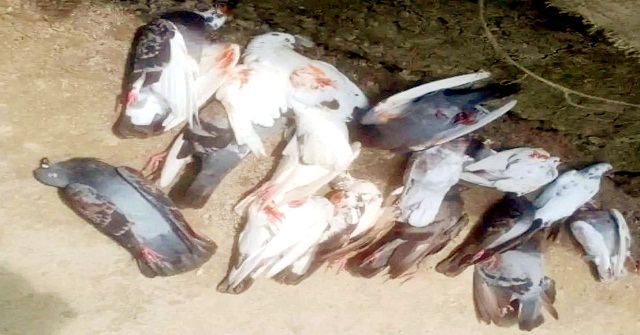 রাজাপুরে বিষ দিয়ে ১২৫টি কবুতর হত্যার অভিযোগ