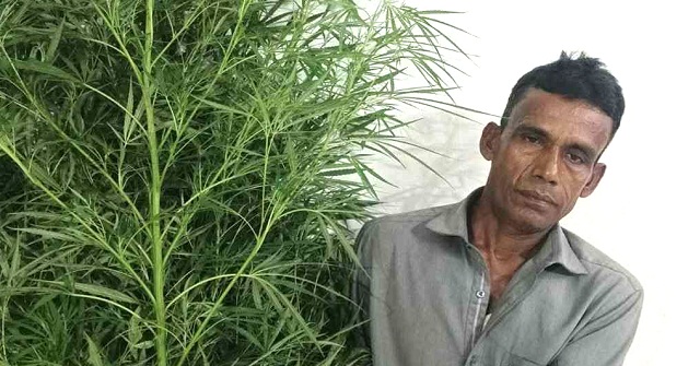  বরিশালে দশ ফুট উচ্চতার দুটি গাঁজা গাছসহ আটক এক