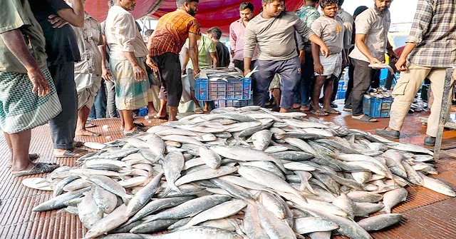 যে কারণে ছোট হয়ে আসছে বাংলাদেশের ইলিশ