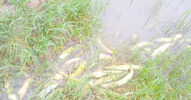 টানা বর্ষণে নিমিষেই শেষ কৃষকের স্বপ্ন