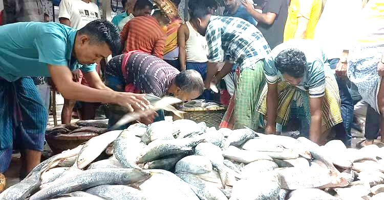 ইলিশের দাম কেজিতে কমেছে ২০০ টাকা