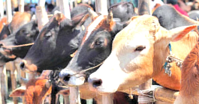 বরিশালে এবার কোরবানির পশুর চাহিদা অর্ধেক