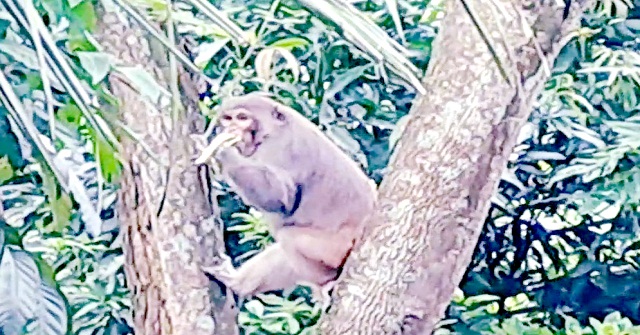 খাবারের সন্ধানে লোকালয়ে বানর, উৎসুক জনতার ভিড়