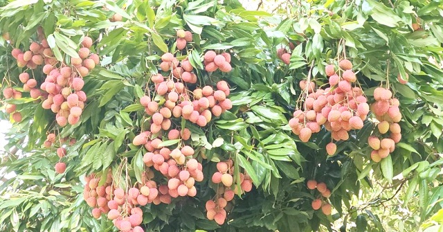 লিচু বাগান বদলে দিচ্ছে পিরোজপুরের গ্রামীণ অর্থনীতি