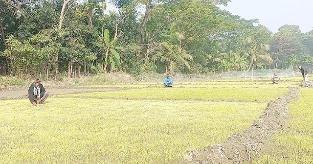 ভোলায় ঘন কুয়াশায় মরে যাচ্ছে ধানের চারা, দুশ্চিন্তায় কৃষকরা