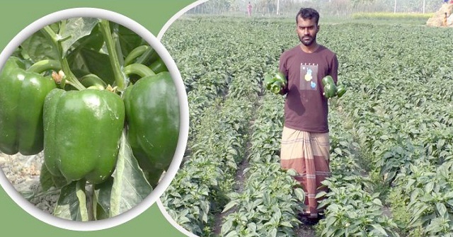 ক্যাপসিকাম এখন ভোলার কৃষকদের গলার কাঁটা