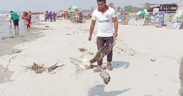 সুস্থ হয়ে মুক্ত আকাশে উড়লো বাজপাখি