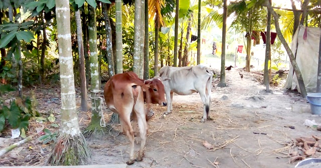 পটুয়াখালীতে পাওনা টাকা আদায়ে কৃষকের গরু নিয়ে গেলেন জামায়াত নেতা