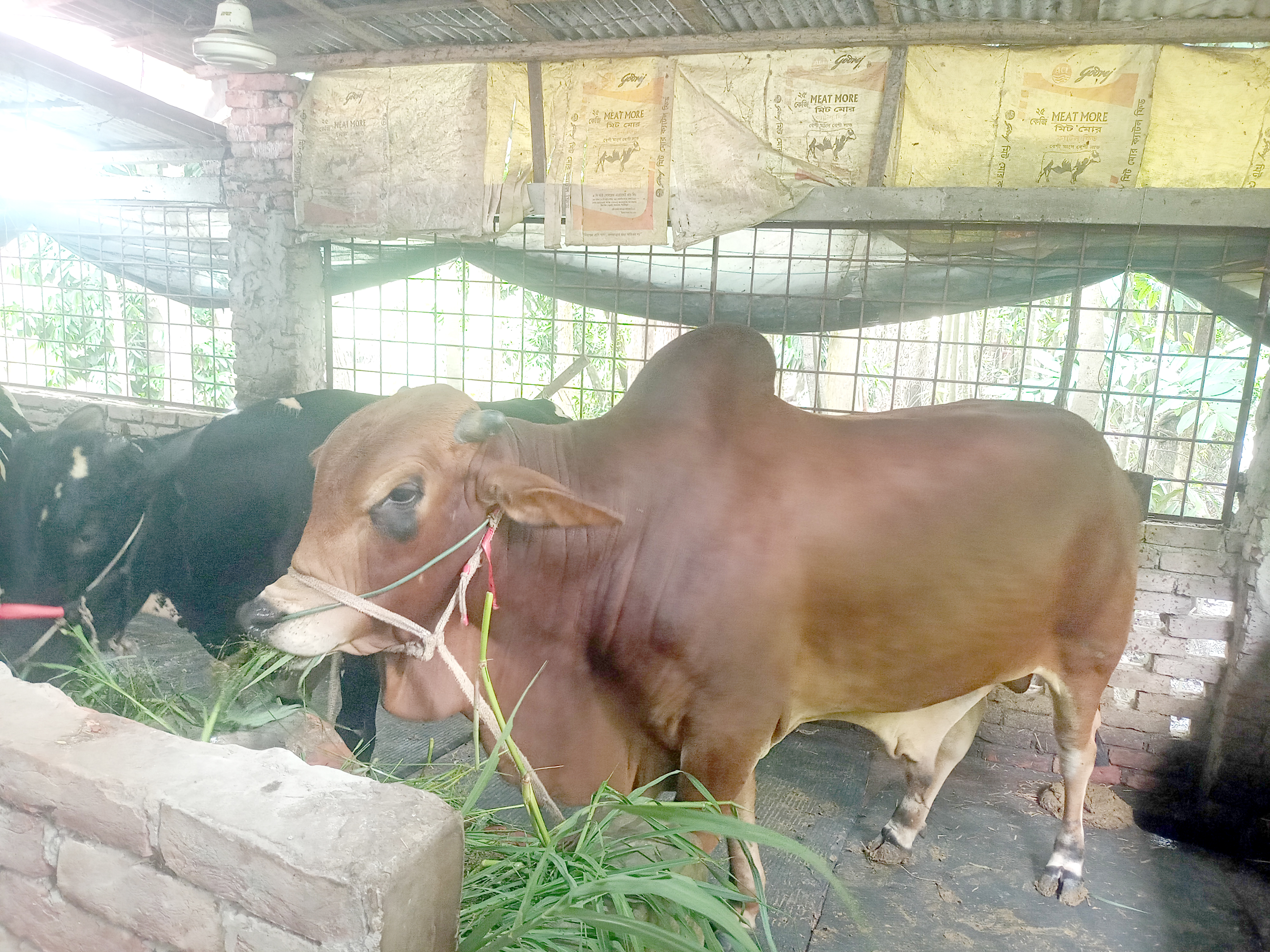 এক টন ওজনের ষাঁড় ‘লাল মিয়া’ কাঁপাবে কুরবানির হাট