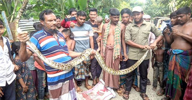 পাথরঘাটায় জালে পেঁচানো অজগর সাপ উদ্ধার