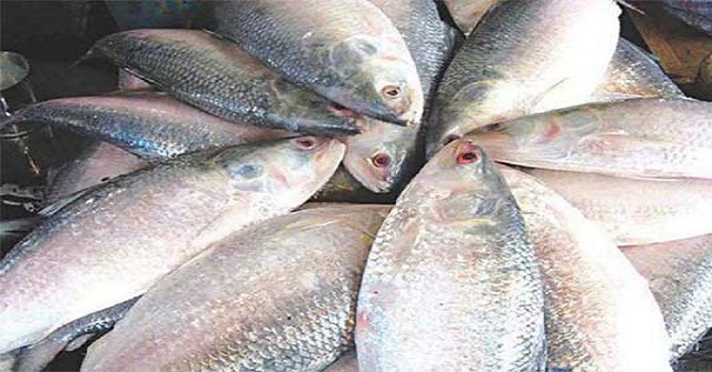 মা ইলিশ রক্ষা অভিযান: বরিশালে ৭২৪ জেলের কারাদণ্ড