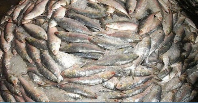 মনপুরায় মেঘনায় অবাধে মা ইলিশ নিধনের উৎসব চলছে