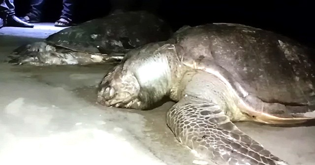 কুয়াকাটা সৈকতে দুটি মৃত কচ্ছপ, গায়ে আঘাতের চিহ্ন