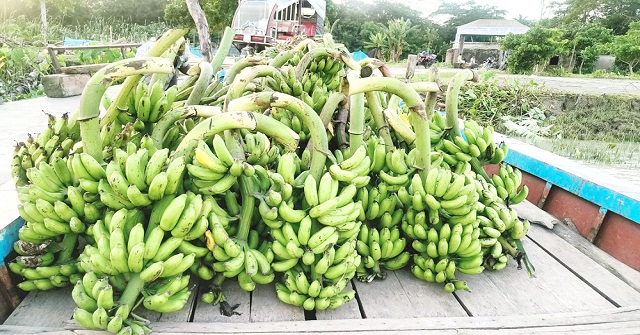 বরগুনায় ২ ঘণ্টার হাটে ২০ লাখ টাকার কলা বিক্রি!