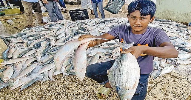 কমেছে ইলিশ আহরণ