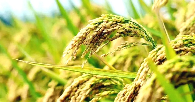 ৮ শতাংশ কমতে পারে ধান উৎপাদন, খাদ্য নিরাপত্তায় চাপ বাড়বে