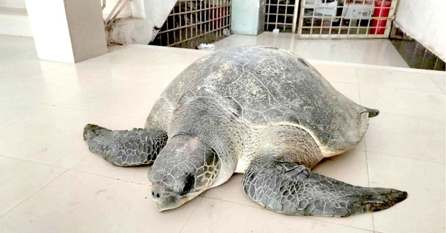 ভোলায় ৫০ কেজি ওজনের বিরল প্রজাতির কচ্ছপ উদ্ধার