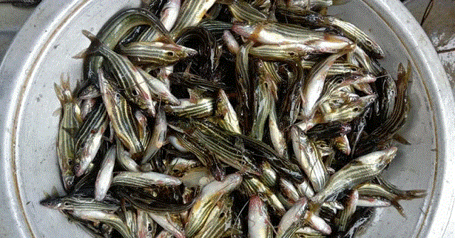 আমতলীতে বিলুপ্তির পথে দেশি প্রজাতির মাছ