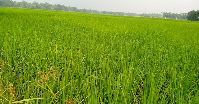 আমতলীতে মাঠের পর মাঠ সবুজের সমারোহ