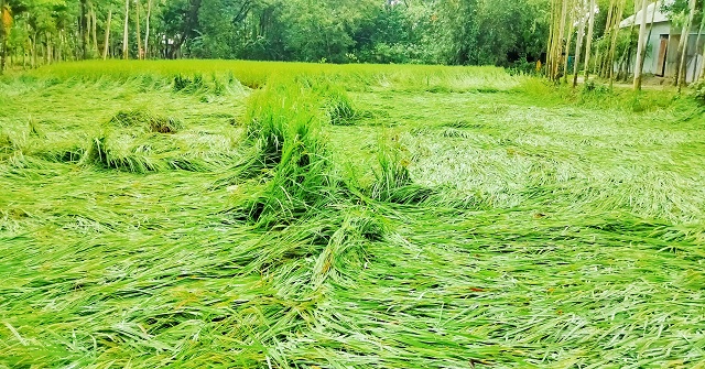 সুন্দরগঞ্জে ঝড়ো হাওয়ায় আমন ধানের ব্যাপক ক্ষতি