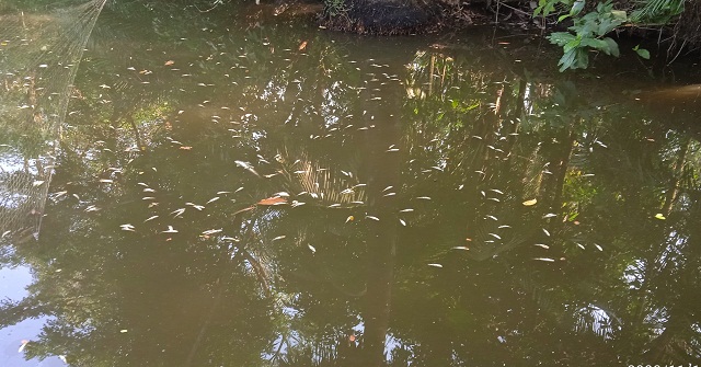 চরফ্যাশনে মাছের সাথে এ কেমন শত্রুতা!