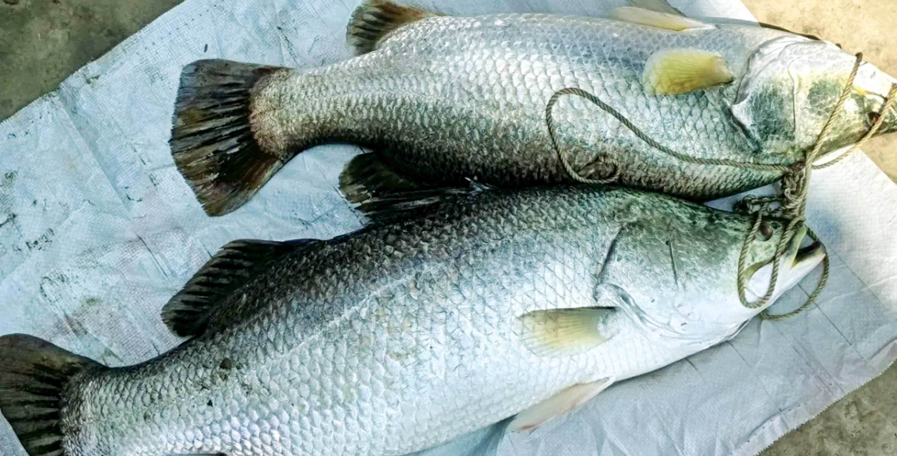 পটুয়াখালীতে পুকুরে মিললো বড় দুইটি কোরাল, দেখতে ভিড়