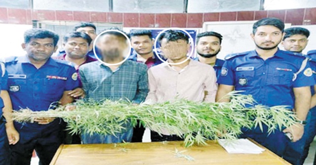 ভোলায় বাড়ির আঙ্গিনায় বিশেষভাবে গাঁজা চাষ, দুই সহোদর আটক