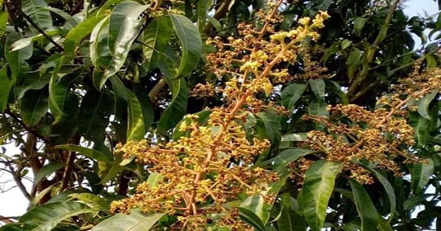 ভালো আম চেনার কৌশল