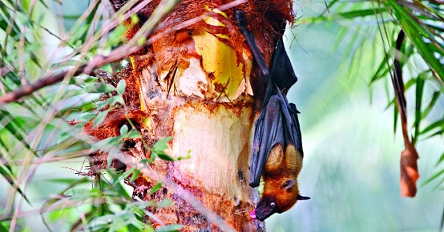 নিপাহ ভাইরাস আতঙ্কে দেশ, খেজুরের কাঁচা রসে মানা