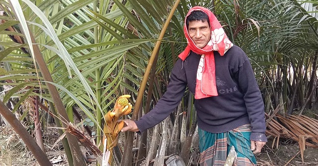গোলপাতা গাছের গুড়ে বছরে আয় ৬ কোটি টাকা