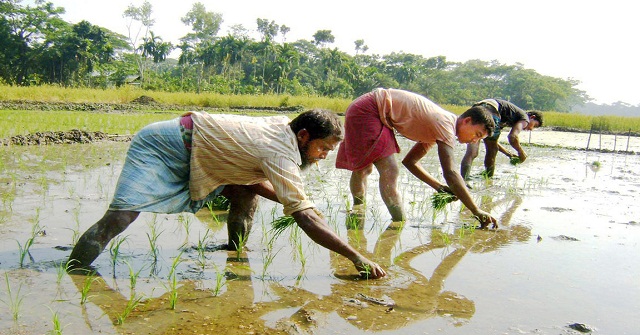 আগাম ইরি-বোরো ধান চাষে ব্যস্ত আগৈলঝাড়ার কৃষকরা