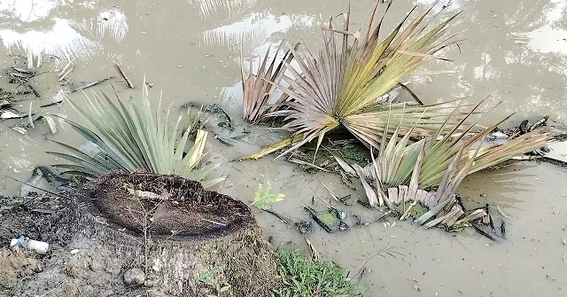 কলাপাড়ায় চেয়ারম্যানের নির্দেশে কেটে ফেলা হলো তালগাছ 