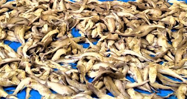 পাথরঘাটায় ১২০০ হাঙরসহ ব্যবসায়ী আটক