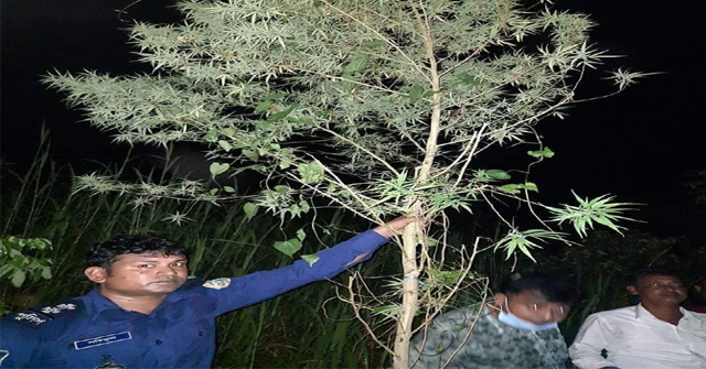 গৌরনদীতে গাঁজা গাছ উদ্ধার, ব্যবসায়ী গ্রেফতার