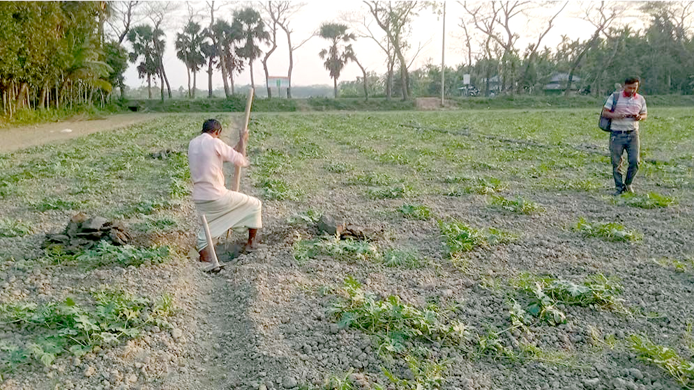 চরফ্যাশনে তরমুজ চাষে ব্যস্ত কৃষকেরা
