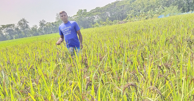 গলাচিপায় প্রথম ব্লাক রাইস ধান চাষ 