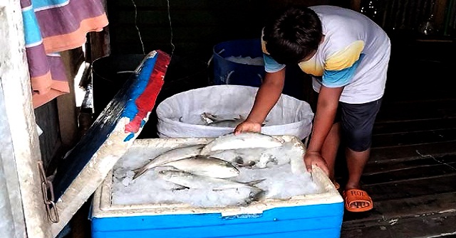 ভোলায় ইলিশ ধরা শুরু, ঘাটে ঘাটে চলছে কেনা-বেচা