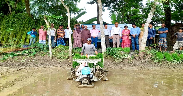বাবুগঞ্জে  ৫০ একর জমিতে সমালয় পদ্ধতিতে রোপা আমন ধানের চাষাবাদ 