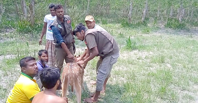 পানি পানে চরফ্যাশনের লোকালয়ে হরিণ 