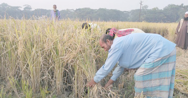ভোলায় আমনের বাম্পার ফলন, কৃষকের মুখে হাসি