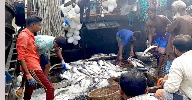 এক ট্রলারে ৫০ মণ মাছ, ৩০ মণই ইলিশ!