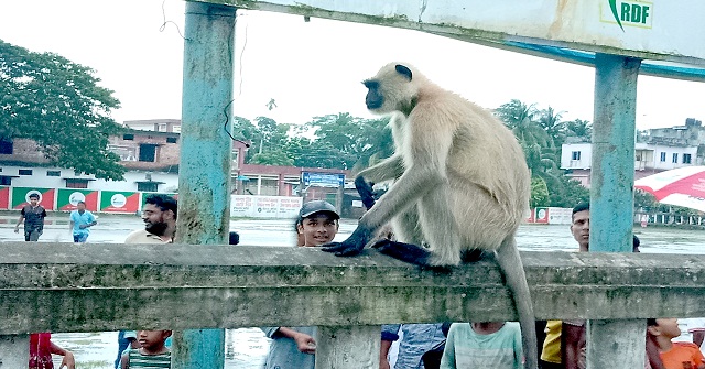 নলছিটিতে লোকালয়ে ঘুরে বেড়াচ্ছে হনুমান
