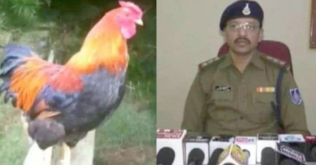 মোরগের ডাকে ঘুম ভেঙে যাওয়ায় পুলিশের কাছে অভিযোগ