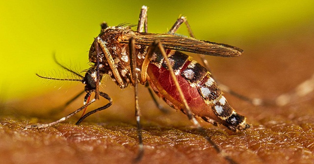 বরিশালে ডেঙ্গুতে দুজনের মৃত্যু
