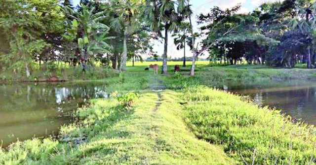 সেতু না বানিয়ে টাকা লোপাট