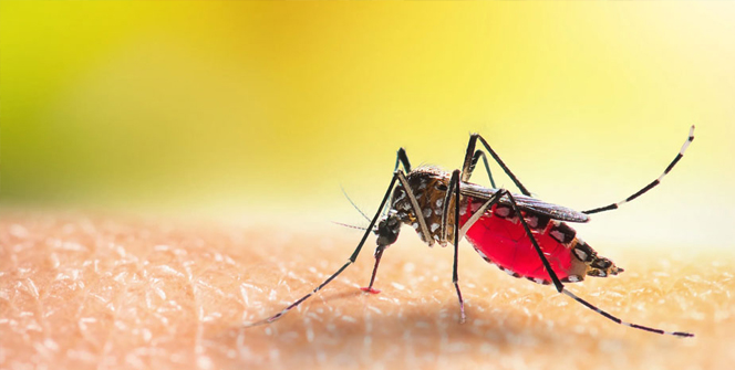 ২১ দিনে ৯৮৮ ডেঙ্গু রোগী শনাক্ত